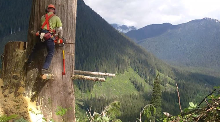 Baum fällt! baumfaellt
