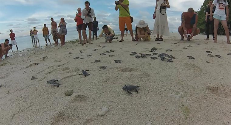 Die Geburt von 150 Baby-Schildkröten