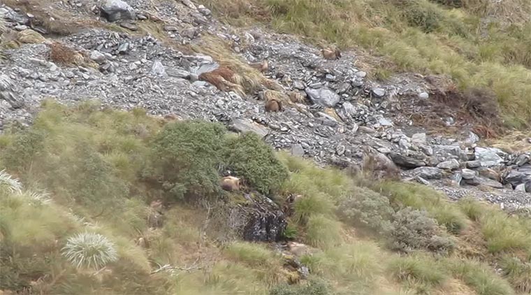 Ratespiel: wie viele Bergziegen?