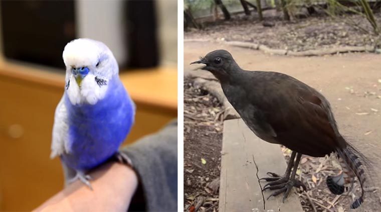 R2D2- und Laser-Vögel