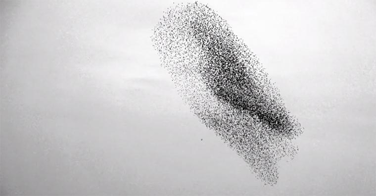 Vogelschwarm in Superzeitlupe