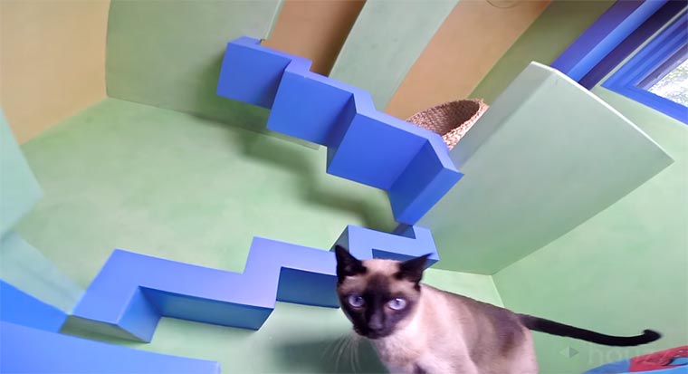 Ein Erlebnishaus für Katzen