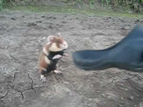 Vorsicht vor dem Ninja-Hamster!