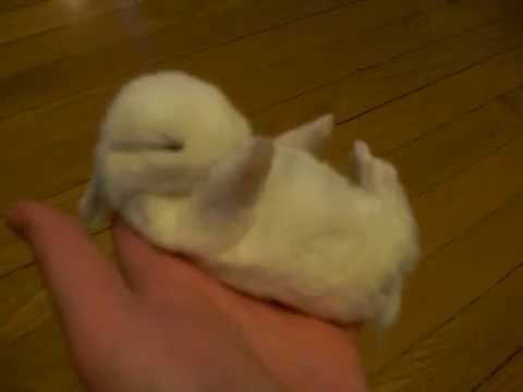 Schlafender Baby-Hase