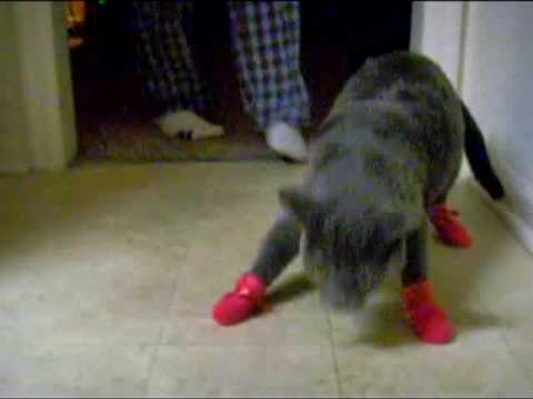 Schleichkatzensocken