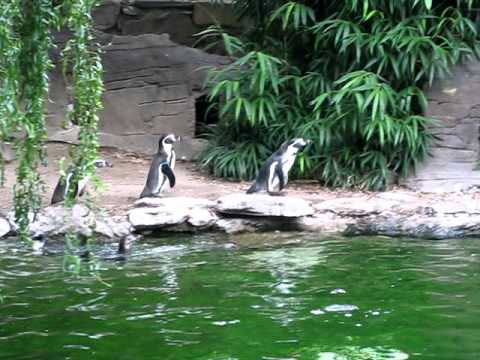 Punguine jagen einem Schmetterling nach