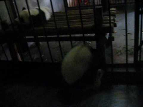 Der Ausbruch des Baby-Pandas