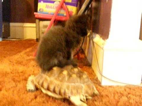 Katze reitet auf Schildkröte zu den Klängen von Diddy Kong Racing