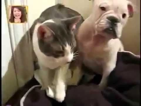 Katze vs. Hund