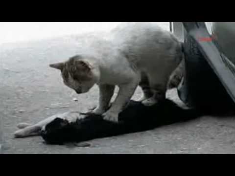 Katze versucht verunglückte Freundin zu retten