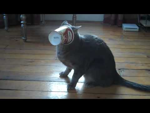 Tiere und Essen: Teil 2 – Doof