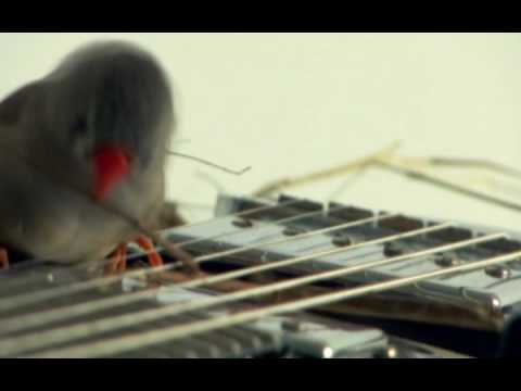 Spatzen spielen E-Gitarre