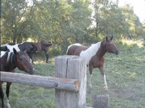 agreeable horses chicken chicken