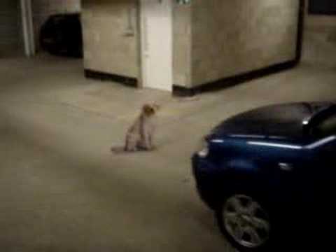 Hund wird beinahe überfahren