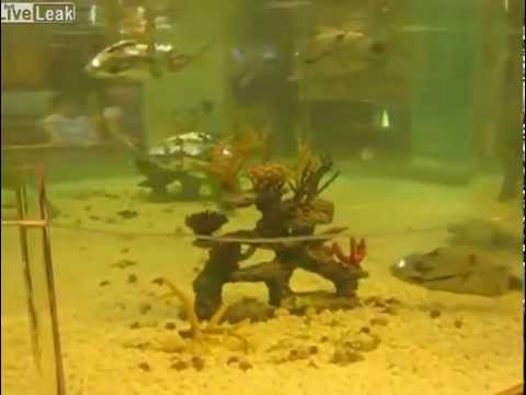 Ein Aquarium voller Roboter-Fische