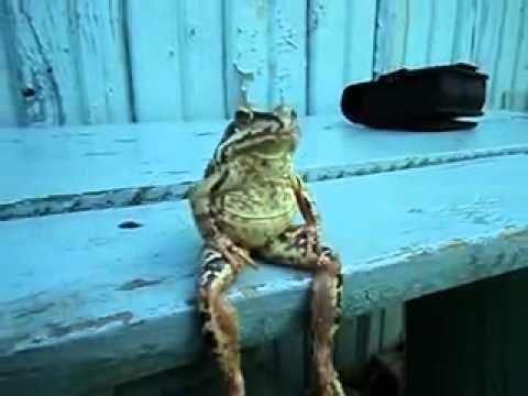 A Frog Sitting on a Bench Like a Human
