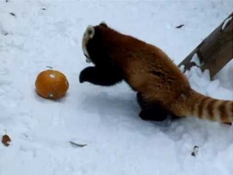 Kürbis macht kleinen Panda froh