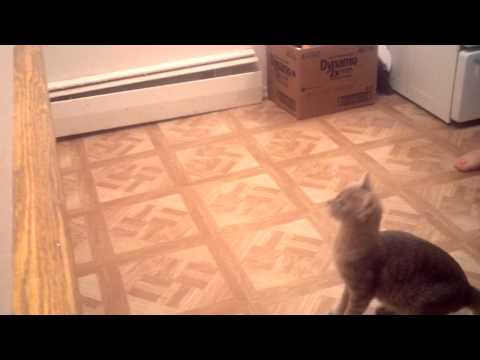 Aufgeregter Katzensprung