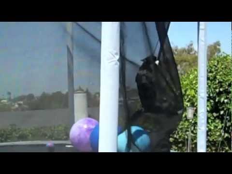 Katze vs. Trampolin