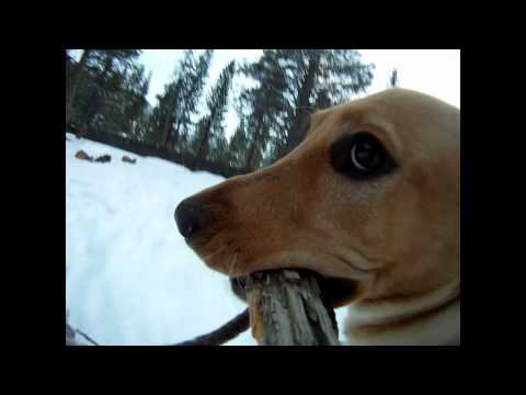 Hol das Kamera-Stöckchen!