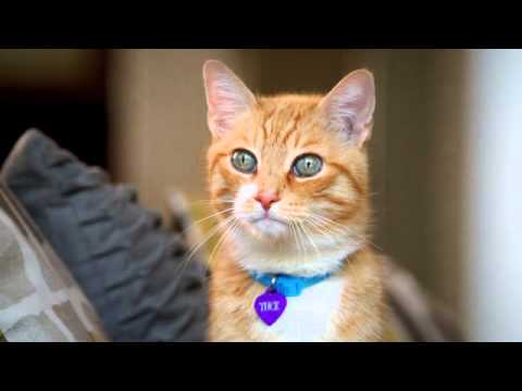 Katzenverständnis von Sandkastenkindern