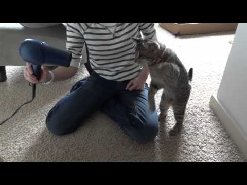 Blinde Katze vs. Föhn