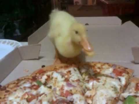 Ein Entenküken isst Pizza