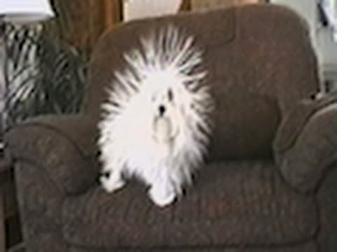 Static Dog!