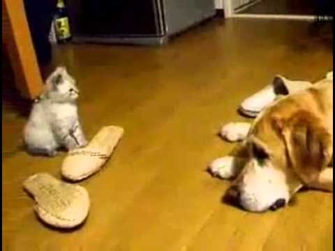 Tierischer Wochenstart