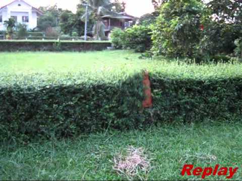 vielerlei Tierisches Vergnügen