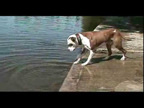 Hund holt riesigen Stein aus dem Wasser