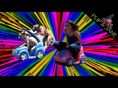Bobby-Car-Rennen: Hunde vs. Menschen