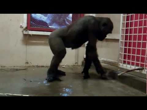 Dancing Gorilla