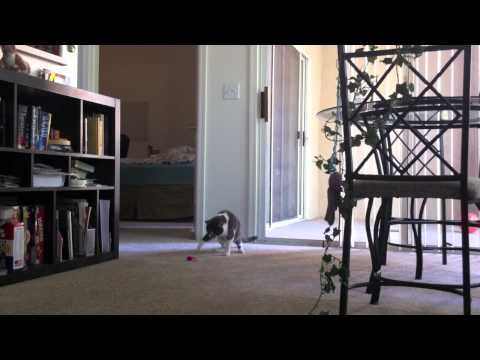 Spielzeugmaus erschreckt Katze