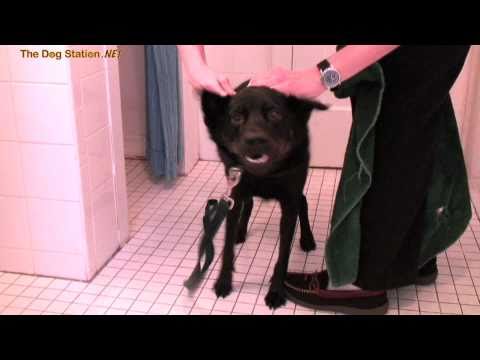 Hundetrockner mit 24 Drehungen pro Minute