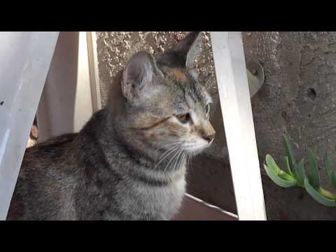 Wie man eine Katze erschreckt – Lektion 1