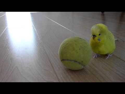 Wellensittich balanciert auf Tennisball