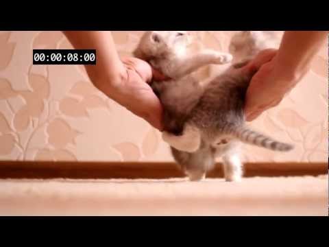 Crash Test Kittens – Zusammenprall der Kätzchen