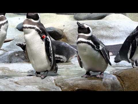 Der schläfrige Pinguin