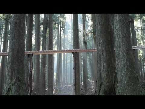 Die Xylophon-Waldstrecke