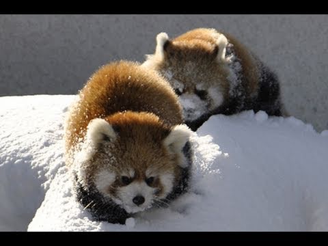 Rote Pandas spielen im Schnee
