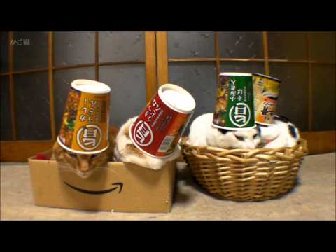 Katzen mit Bechern aufm Kopf