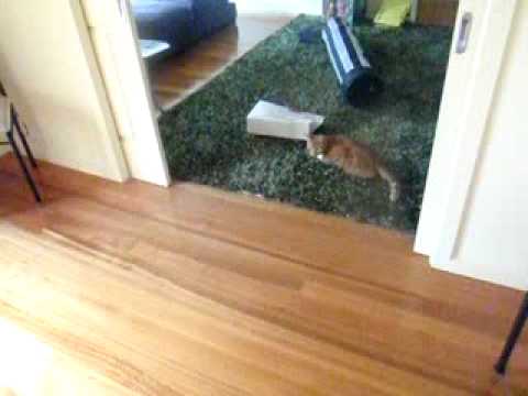 Laser-Pointer-Katzen-Bowling