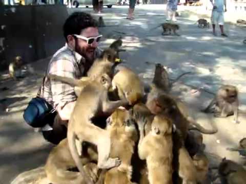 Ein Eimer Essen im Affengehege