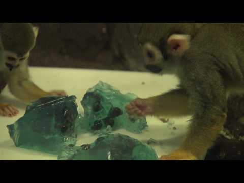 Gib dem Affen Wackelpudding!