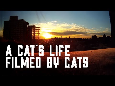 Von Katzen erstelltes Video: Cat Diaries