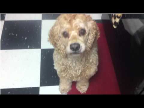 Sinnloseste Hundetrick ever