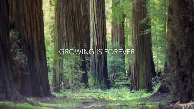 Die schönen Baumgiganten