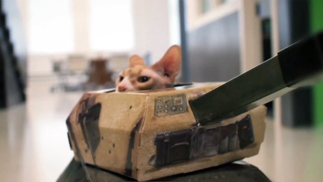 Cats in Tanks