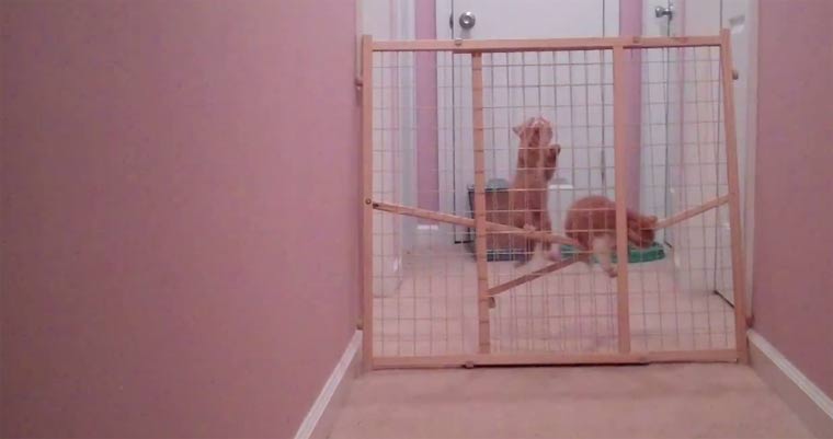 Sweet: Zwei Katzen brechen aus